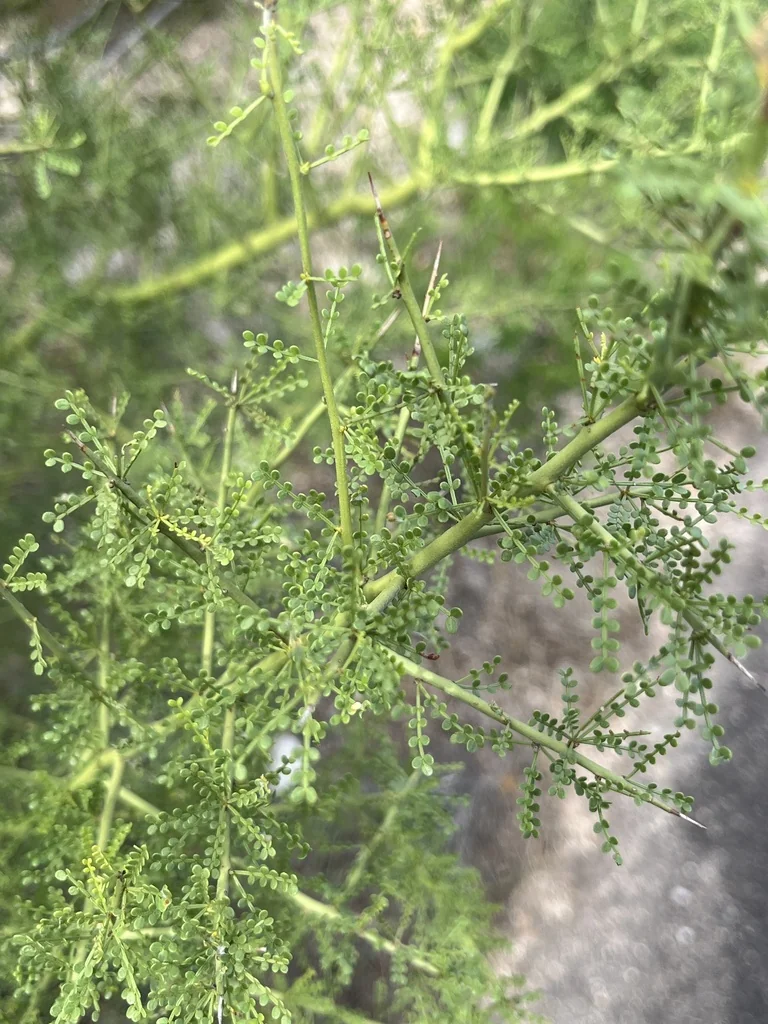 Parkinsonia Microphylla