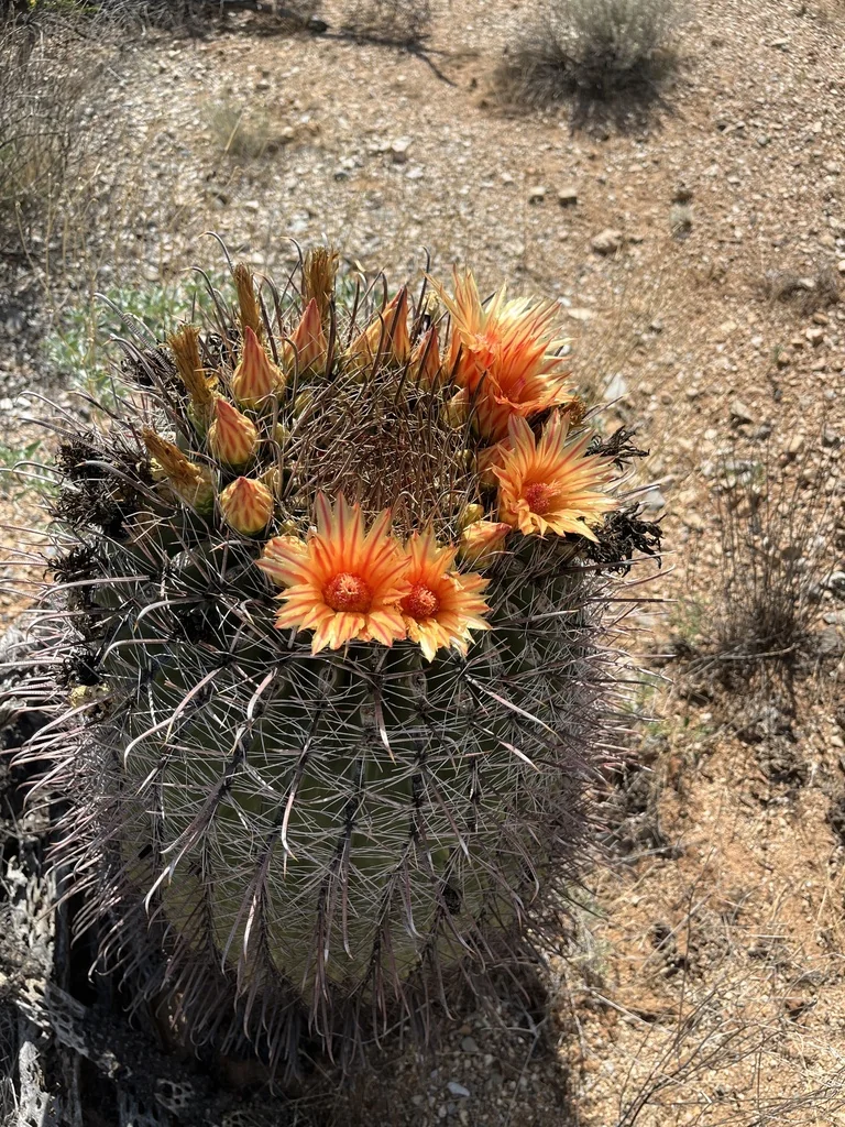 Ferocactus Wislizeni