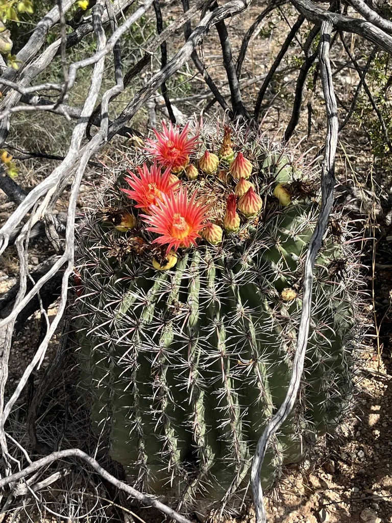 Ferocactus Wislizeni