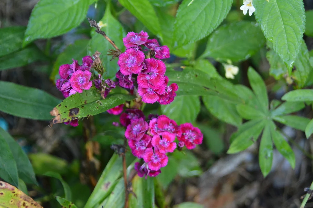 Dianthus Barbatus