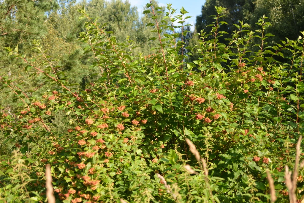 Physocarpus opulifolius