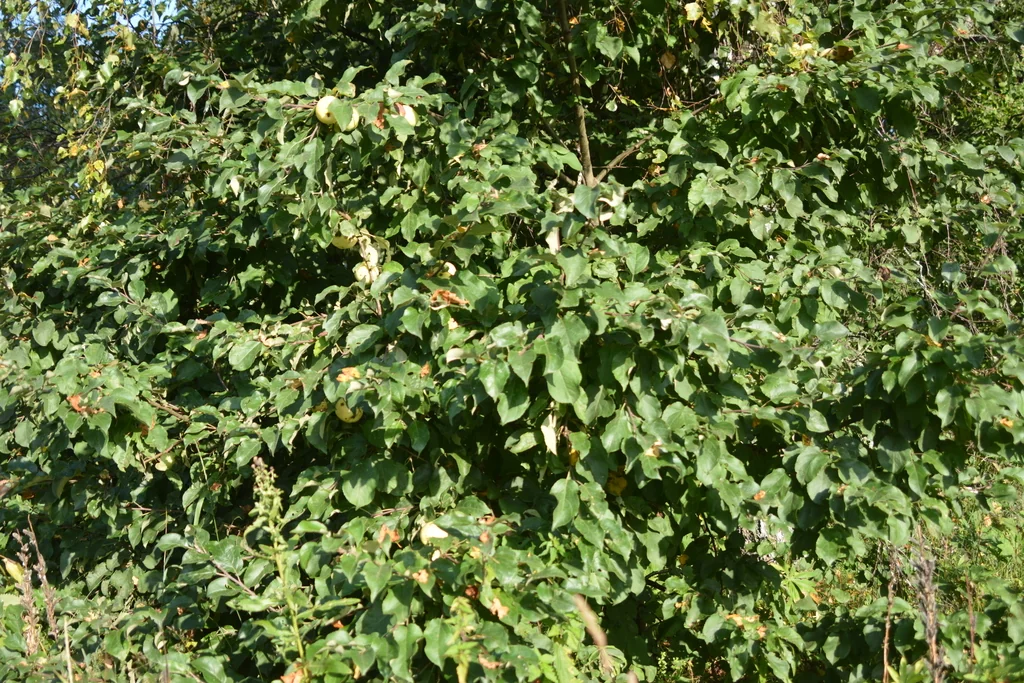 Malus Pumila