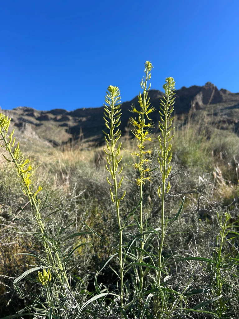 Stanleya Pinnata