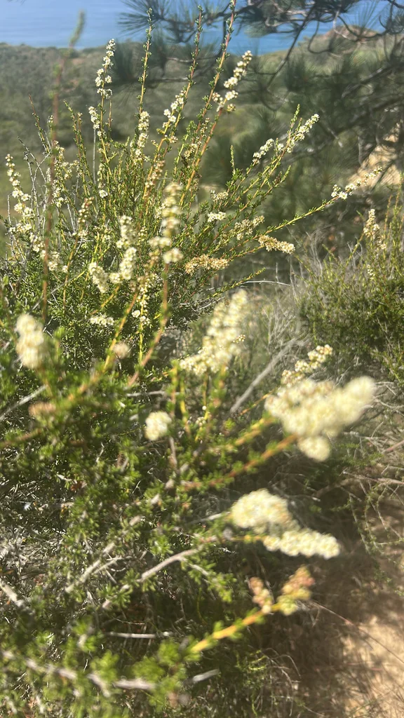 Adenostoma Fasciculatum