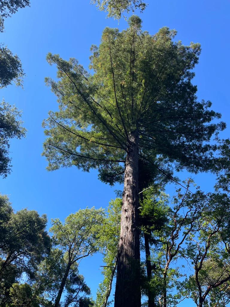Sequoia sempervirens
