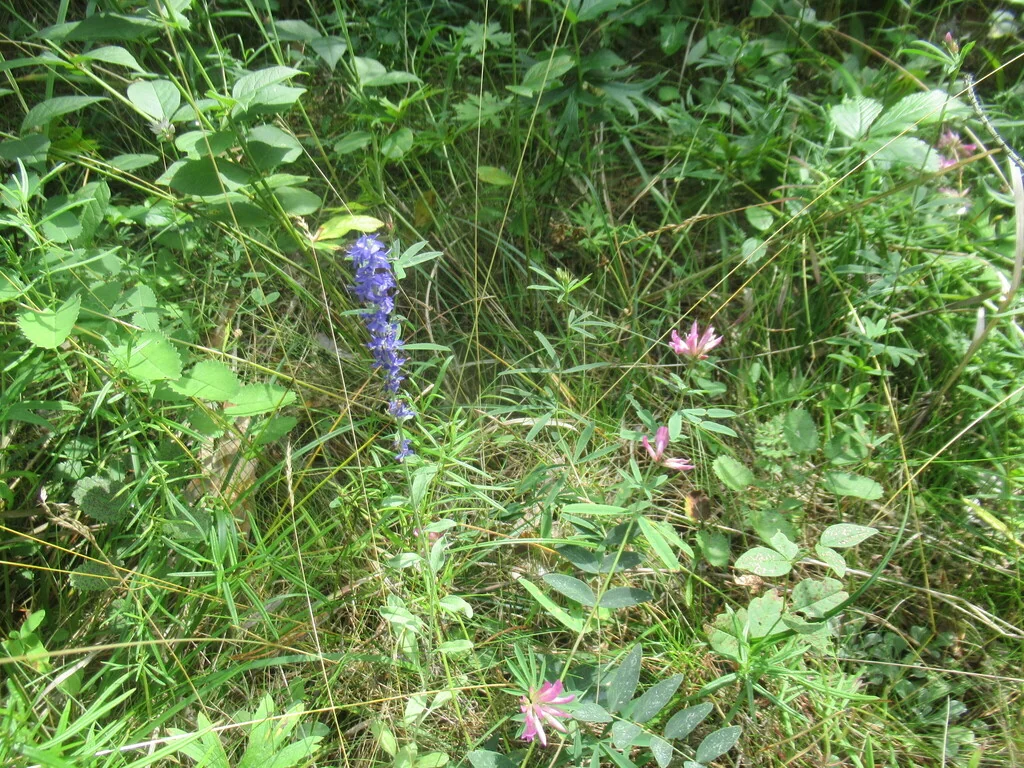 Veronica Spicata Incana