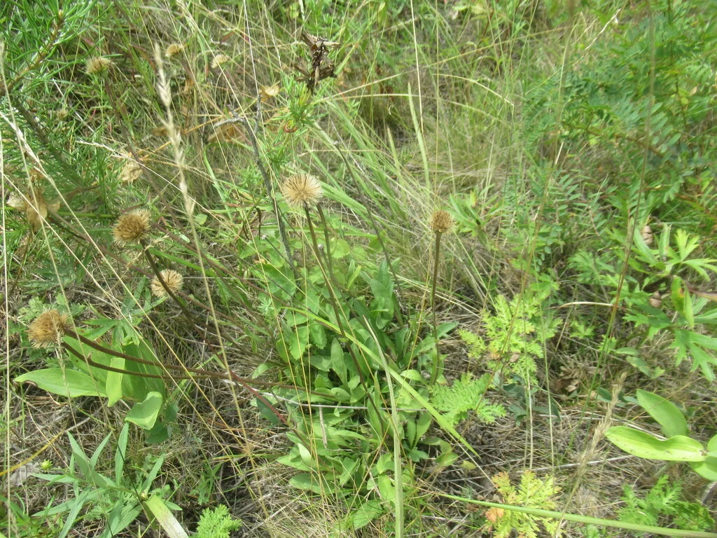 Aster alpinus