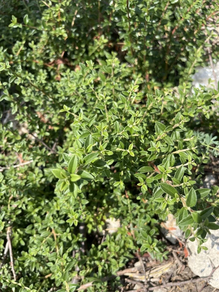 Cotoneaster Horizontalis