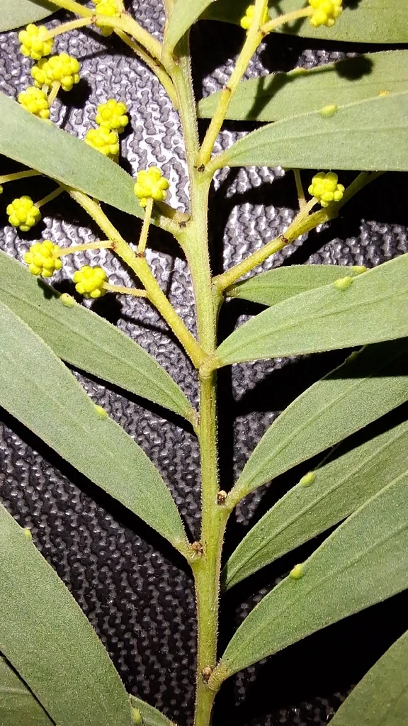 Acacia Fimbriata