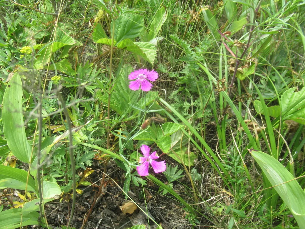 Dianthus Chinensis