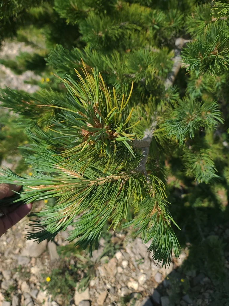 Pinus Flexilis