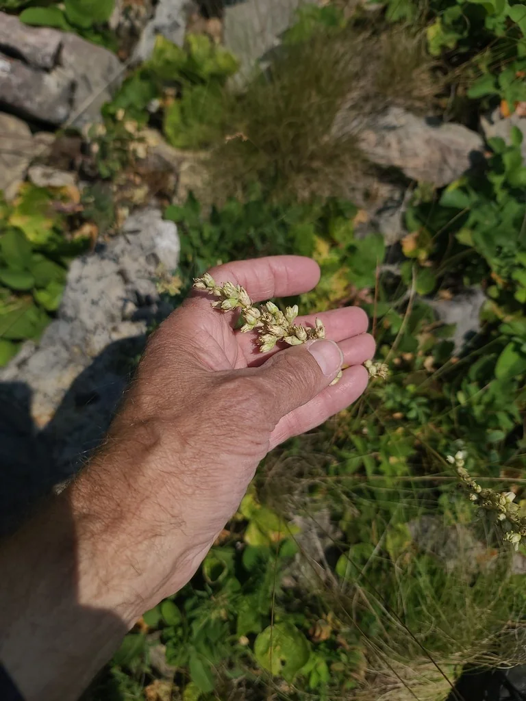 Heuchera Cylindrica