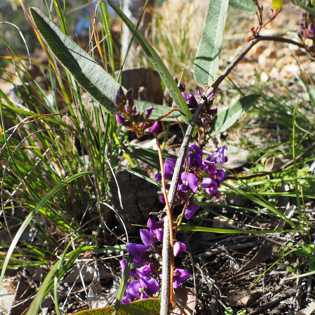 Hardenbergia Violacea