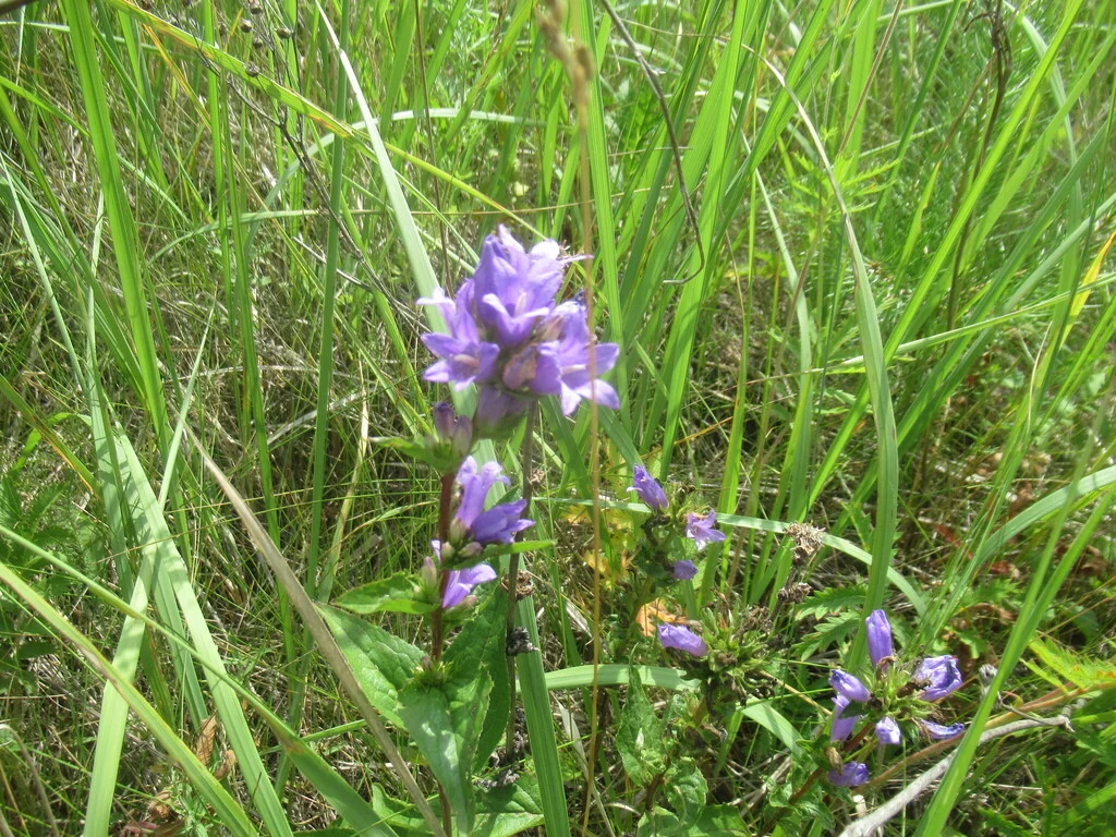 Campanula glomerata