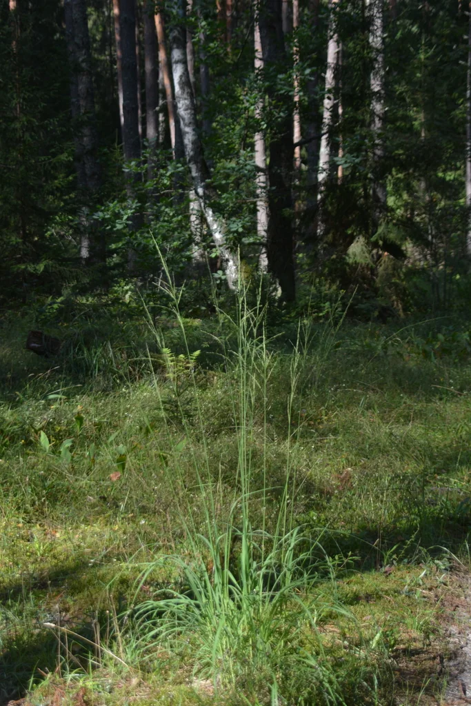 Molinia Caerulea