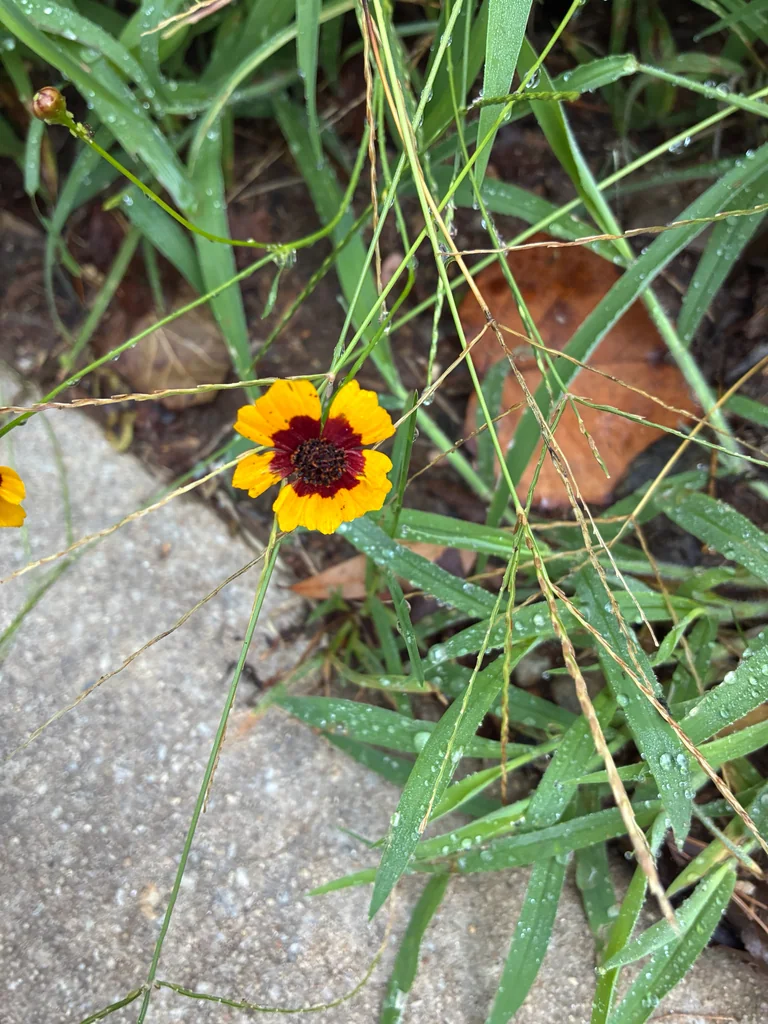 Coreopsis Tinctoria