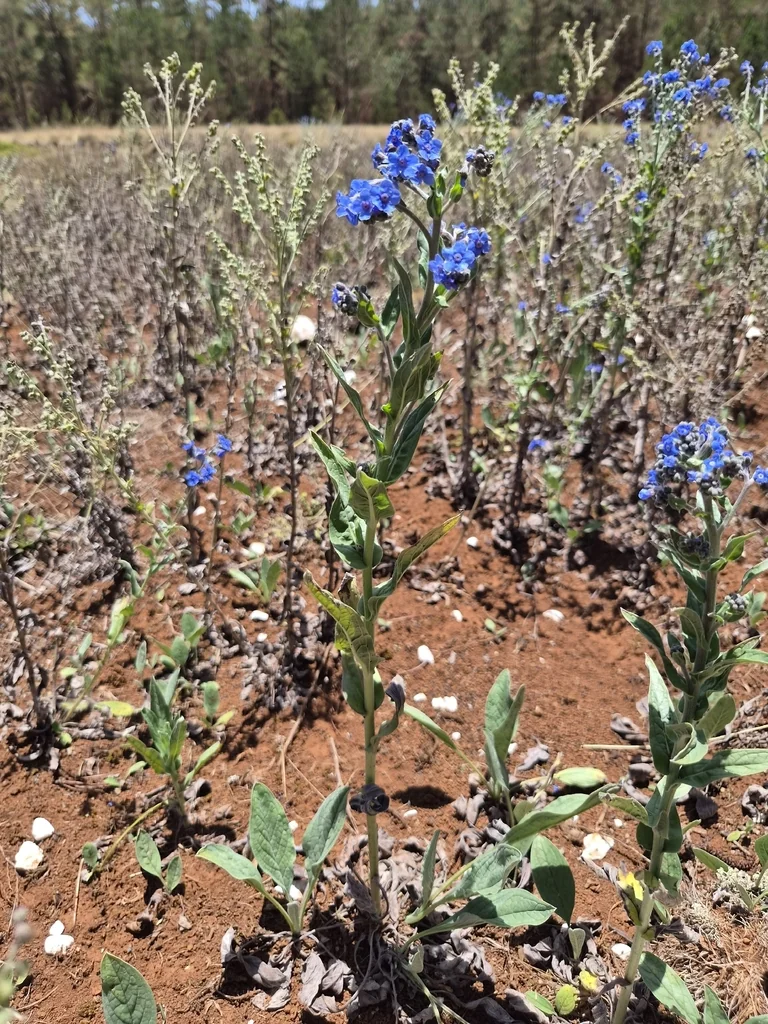 Cynoglossum Amabile