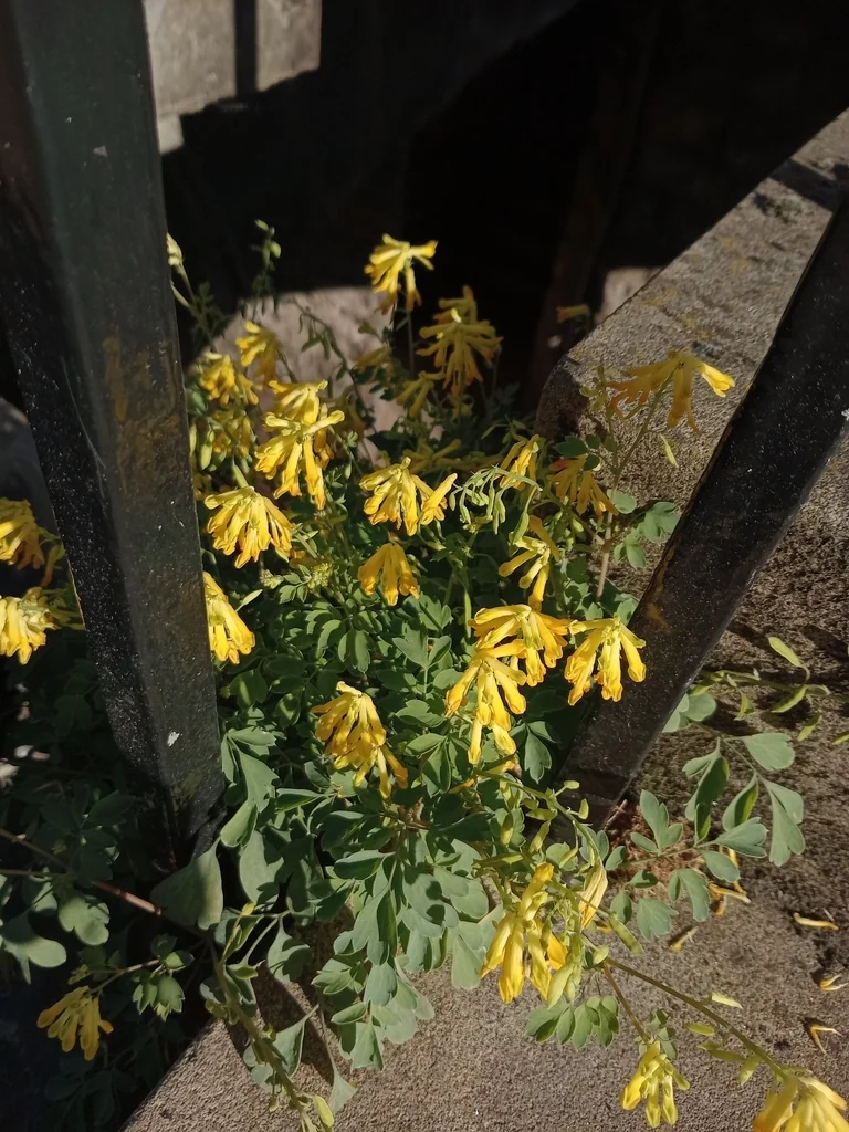 Corydalis Lutea