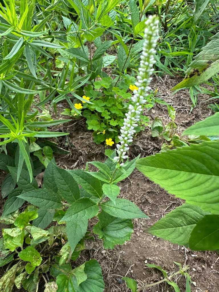 Veronicastrum Virginicum