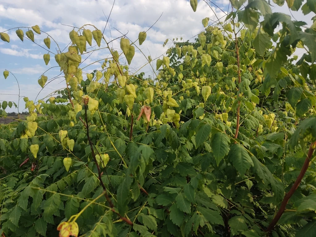 Koelreuteria Paniculata