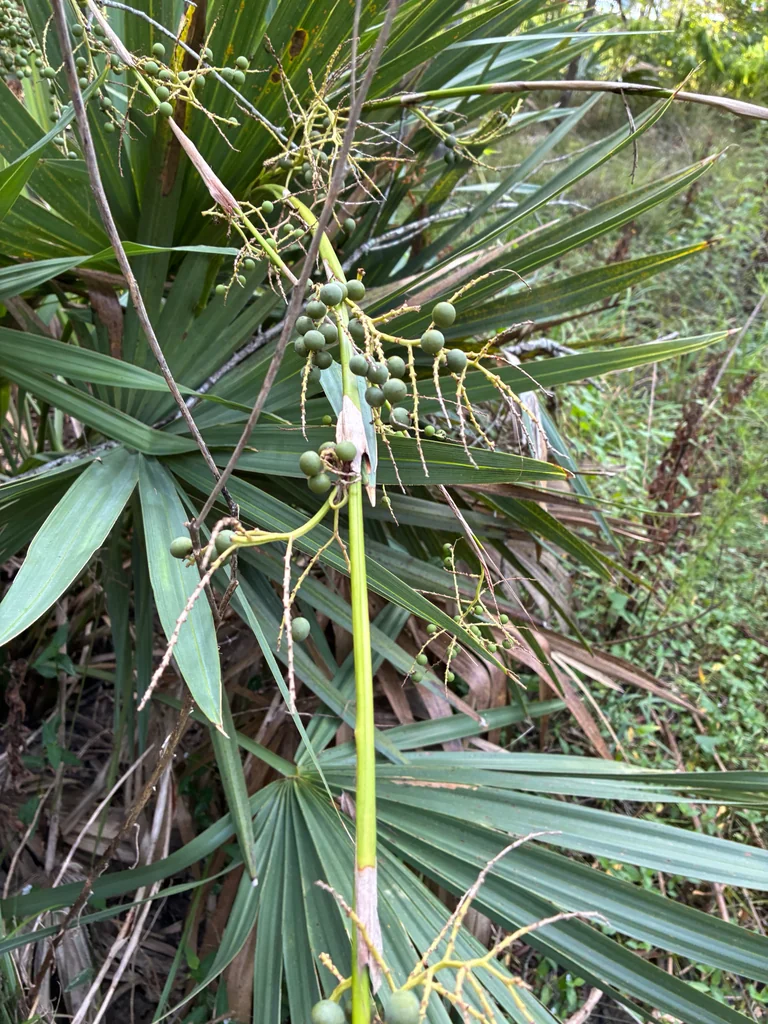 Sabal Minor