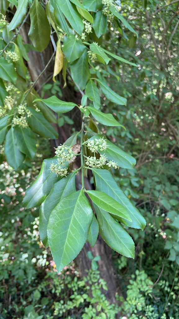 Euonymus fortunei