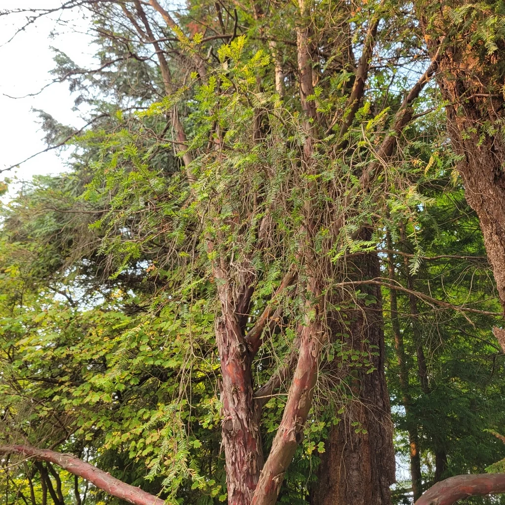 Taxus Brevifolia