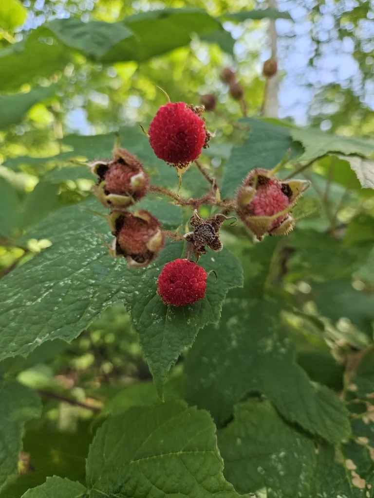 Rubus Odoratus