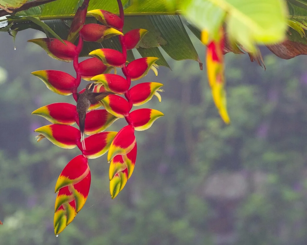 Heliconia Rostrata
