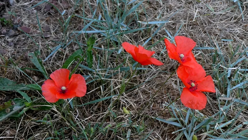 Papaver Rhoeas