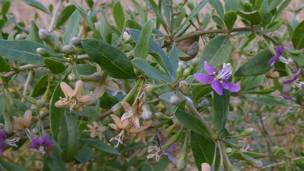 Lycium Barbarum