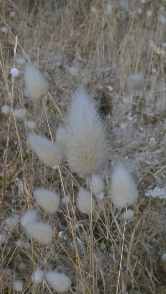 Lagurus Ovatus