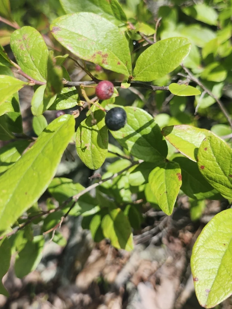 Gaylussacia Baccata