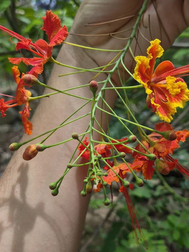 Caesalpinia Pulcherrima