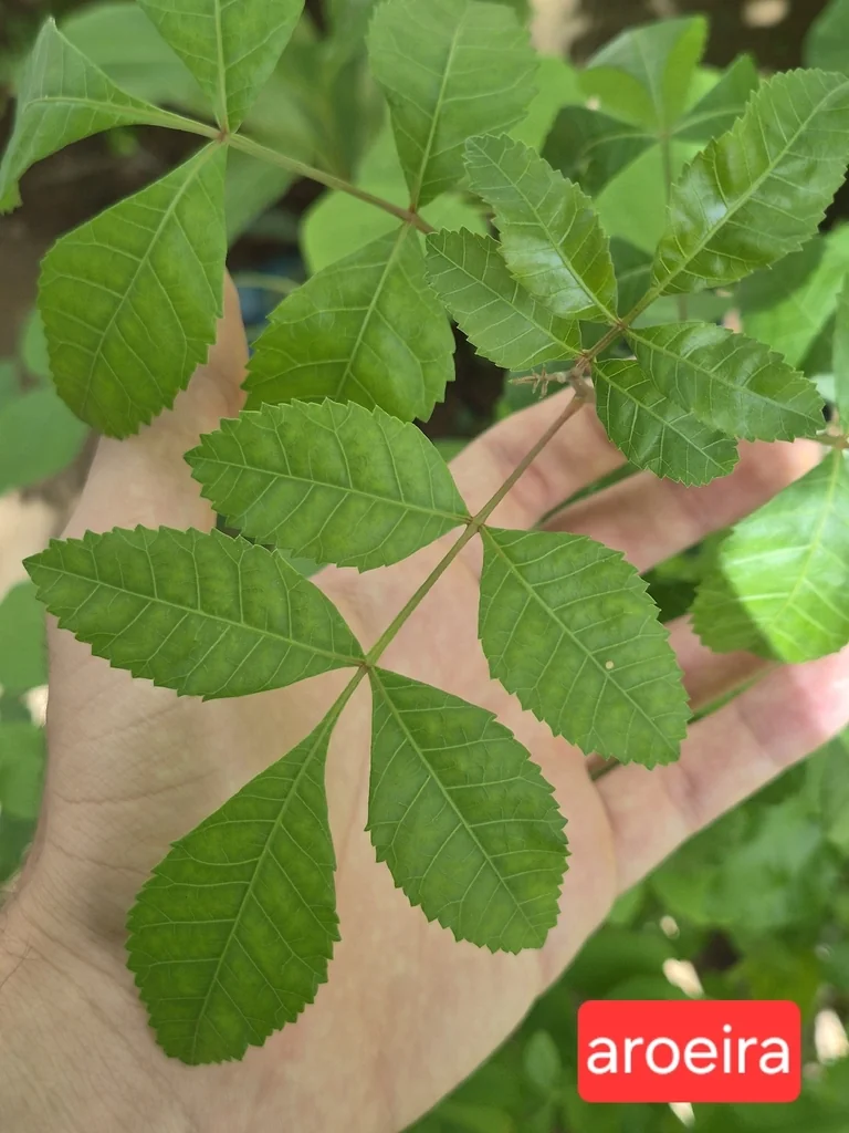 Schinus Terebinthifolius