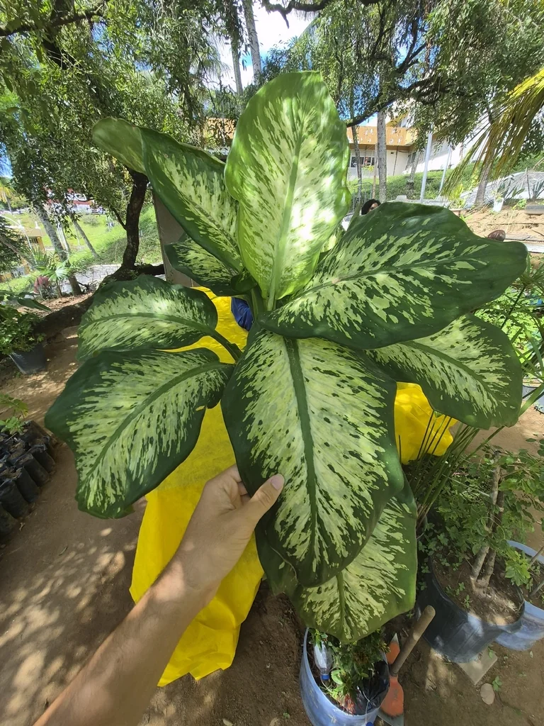 Dieffenbachia Maculata