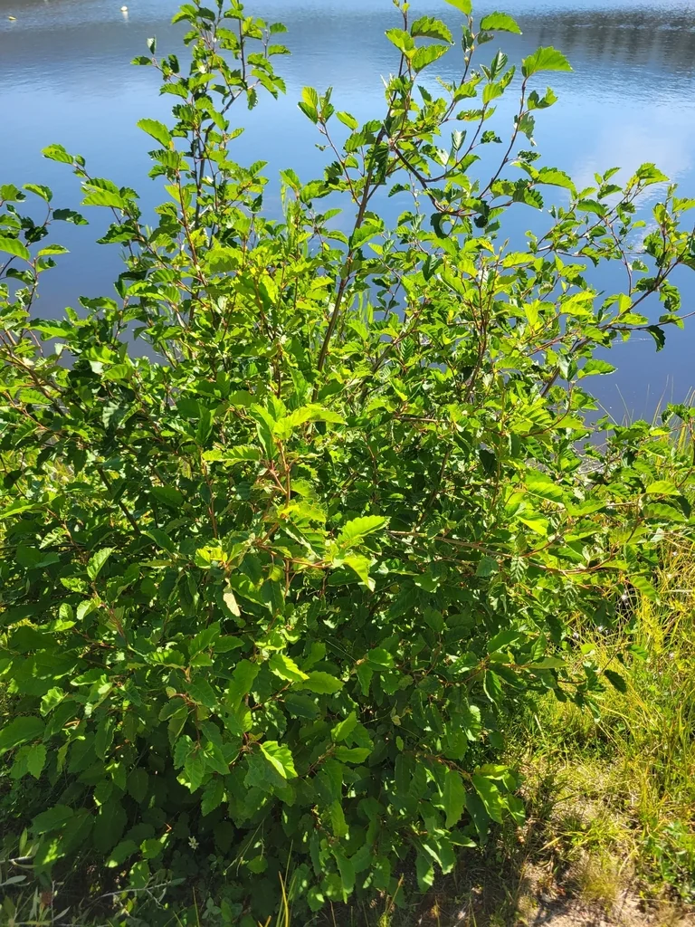 Alnus Incana Ssp. Tenuifolia