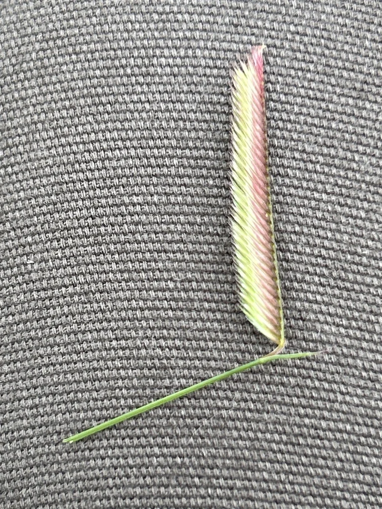 Bouteloua Gracilis