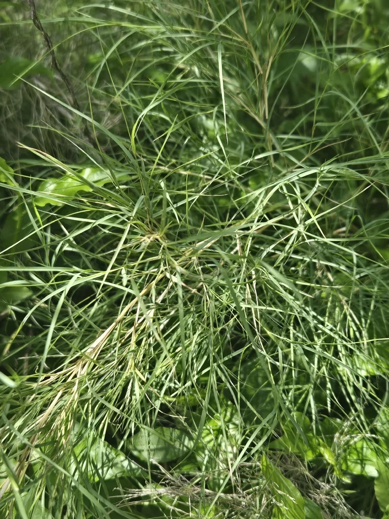 Muhlenbergia Dumosa