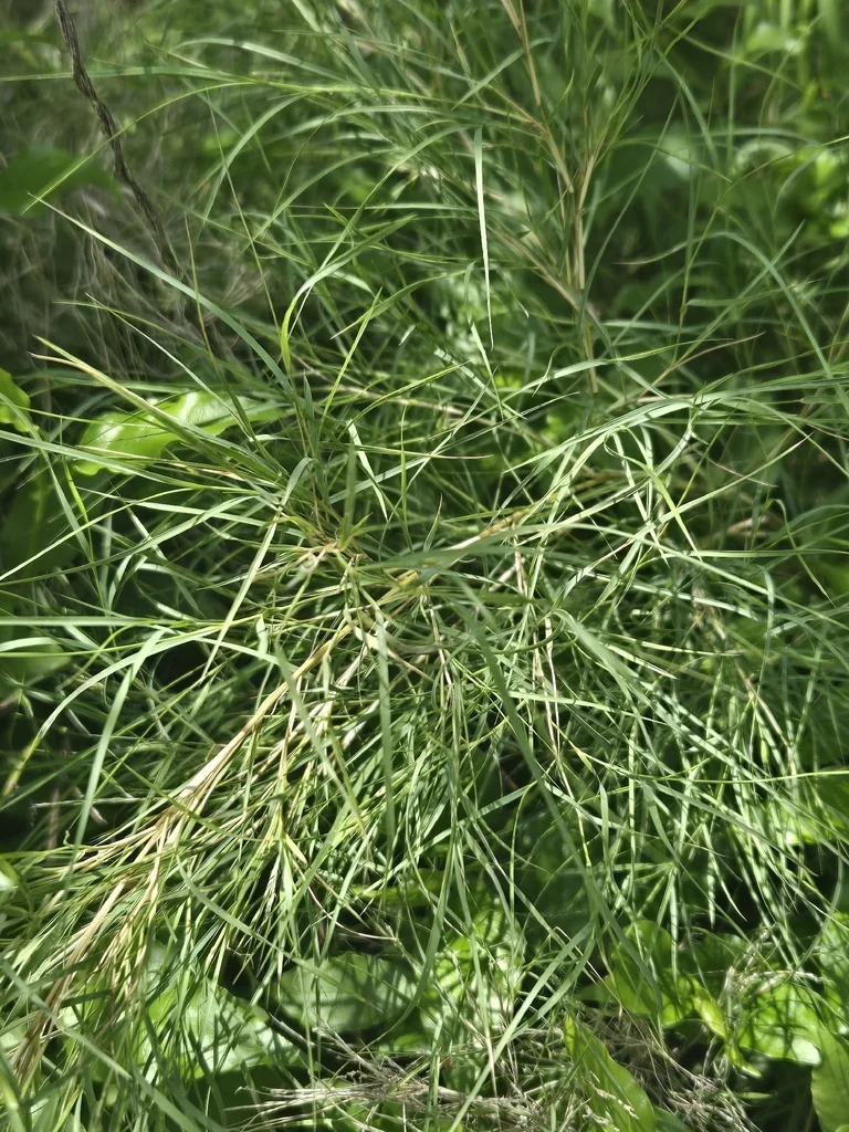 Muhlenbergia Dumosa