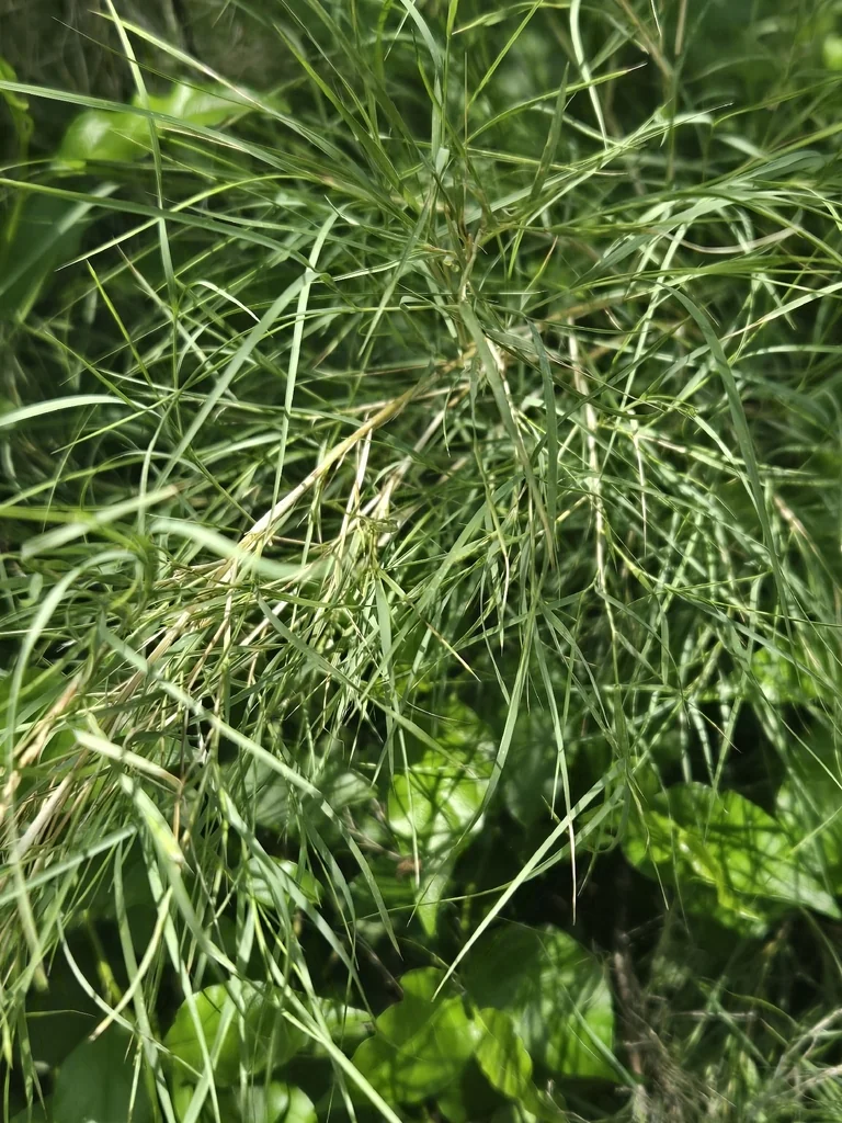 Muhlenbergia Dumosa