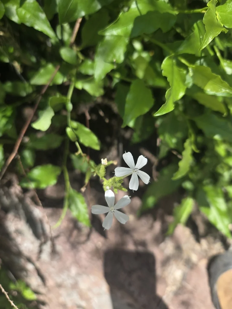 Plumbago Scandens