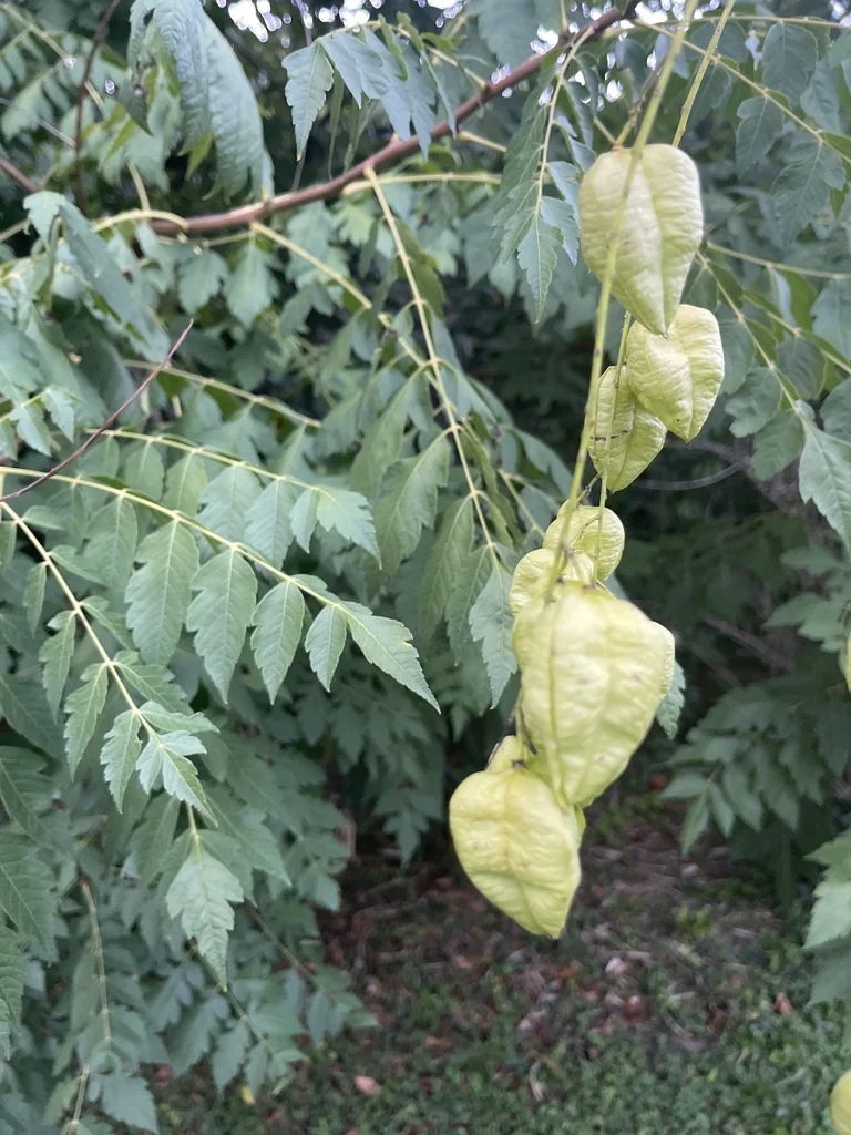 Koelreuteria Paniculata
