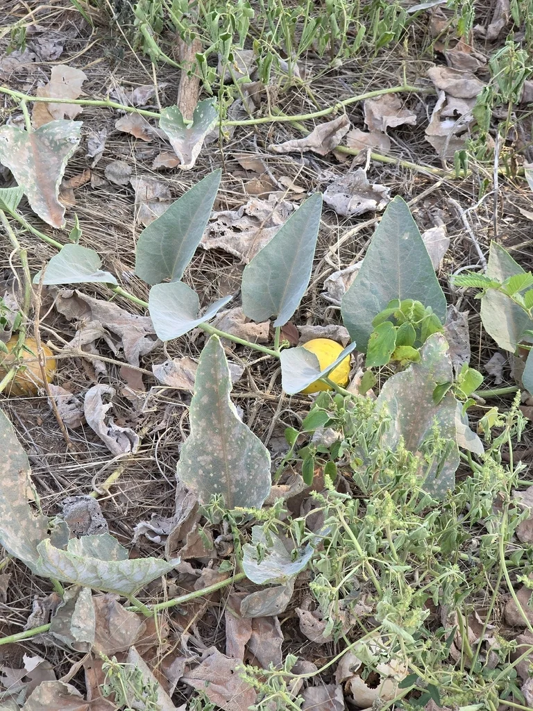 Cucurbita Foetidissima