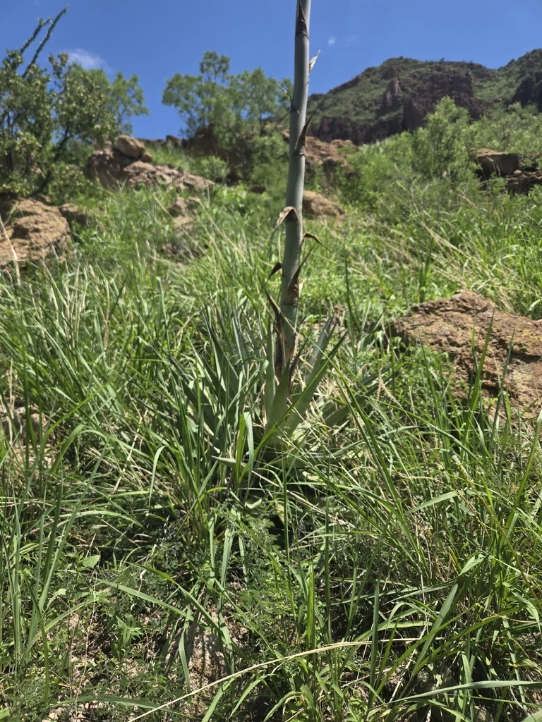 Agave Palmeri