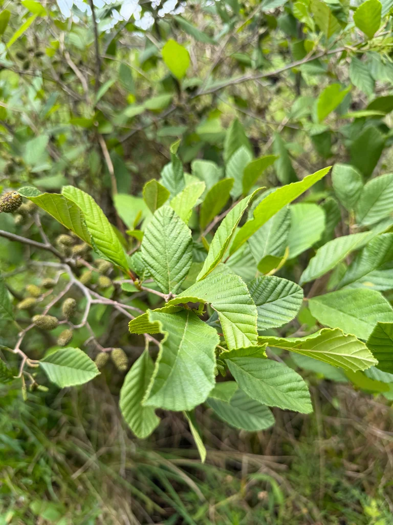 Alnus Serrulata