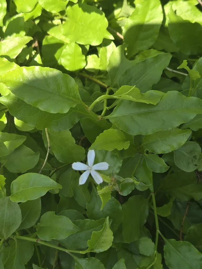 Plumbago Scandens