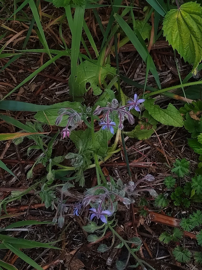 Borago Officinalis
