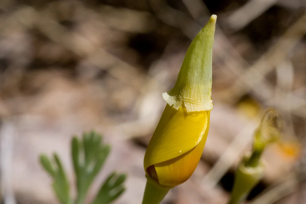 Eschscholzia Mexicana
