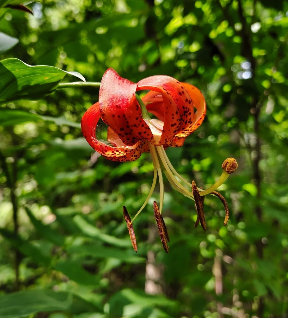 Lilium Superbum